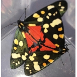 Scarlet Tiger Moth dominula 100 eggs SPECIAL PRICE! 